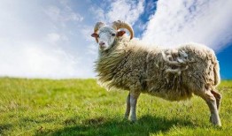 羊了个羊最新娱乐爆料,网友热议不断！