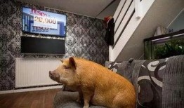 抖音网红宠物猪吃瓜视频